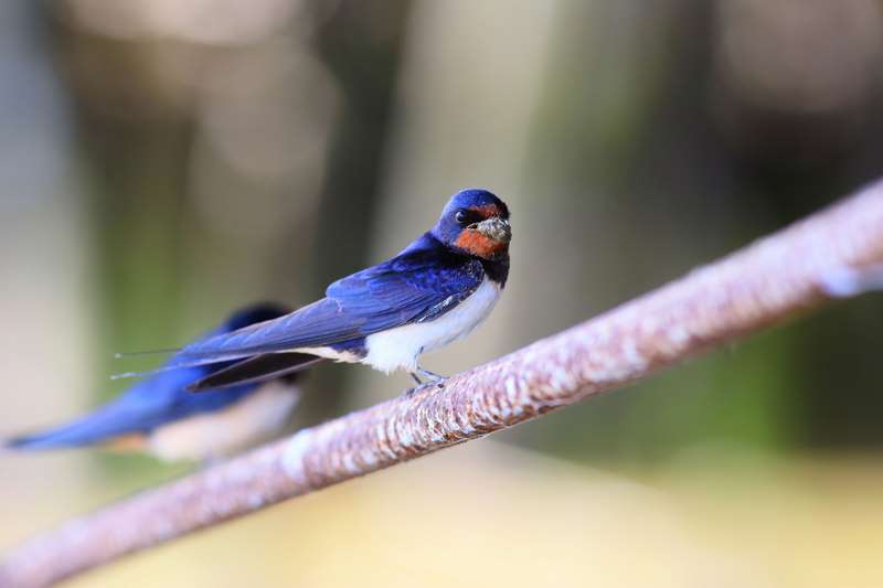 Barn Swallow