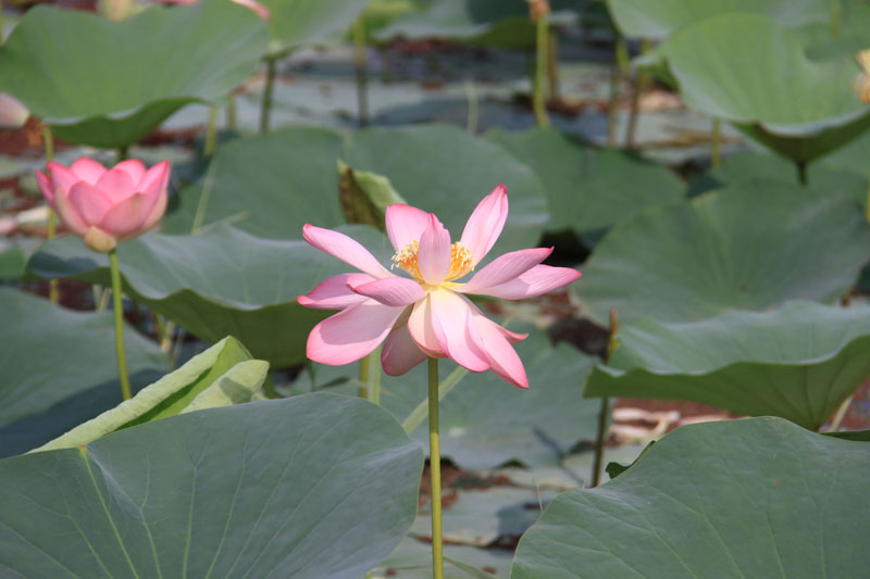 Lotus